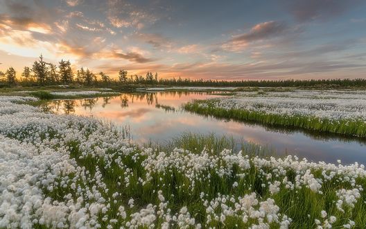 Обои на рабочий стол Цветение пушицы на озере, фотограф Pavel Evgrafov