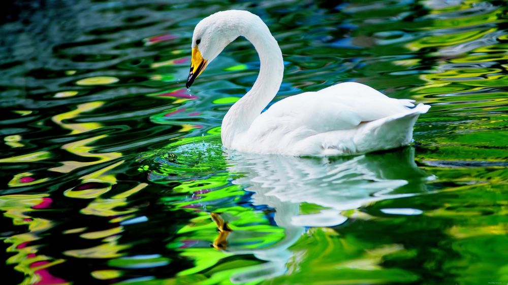 Обои для рабочего стола Белый лебедь в воде