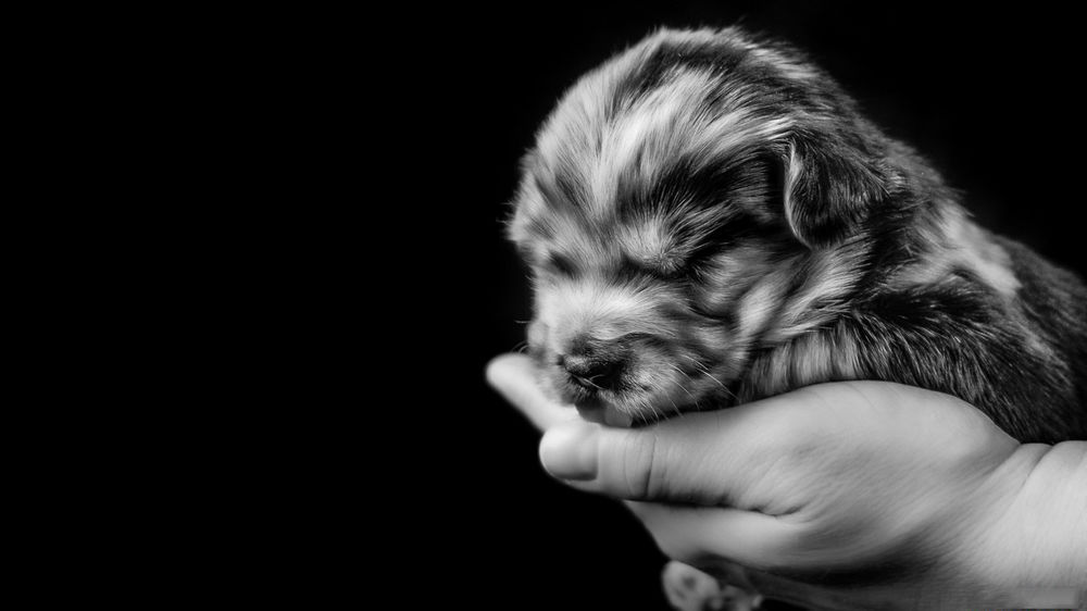 Обои для рабочего стола Щенок спит в руке человека