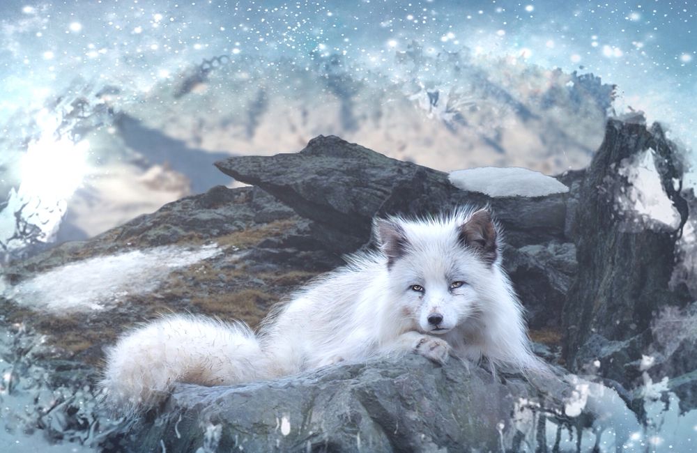 Обои для рабочего стола Winter fox / лиса зимой, by SPRSPRsDigitalArt