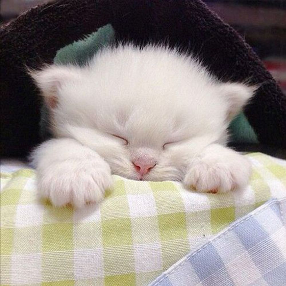 Обои для рабочего стола Белый котенок спит, положив лапы на клетчатую ткань