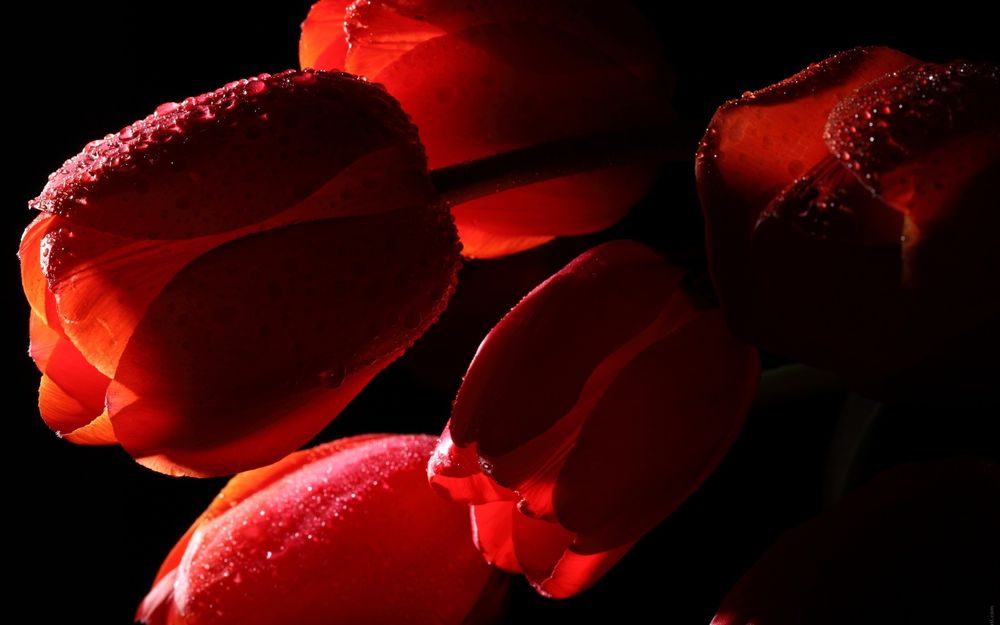 Обои для рабочего стола Красные тюльпаны в капельках воды на черном фоне