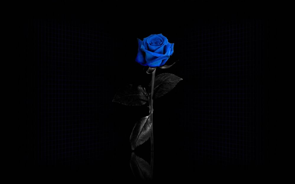 Обои на рабочий стол Прекрасная нежная синяя роза на черном фоне, обои для  рабочего стола, скачать обои, обои бесплатно