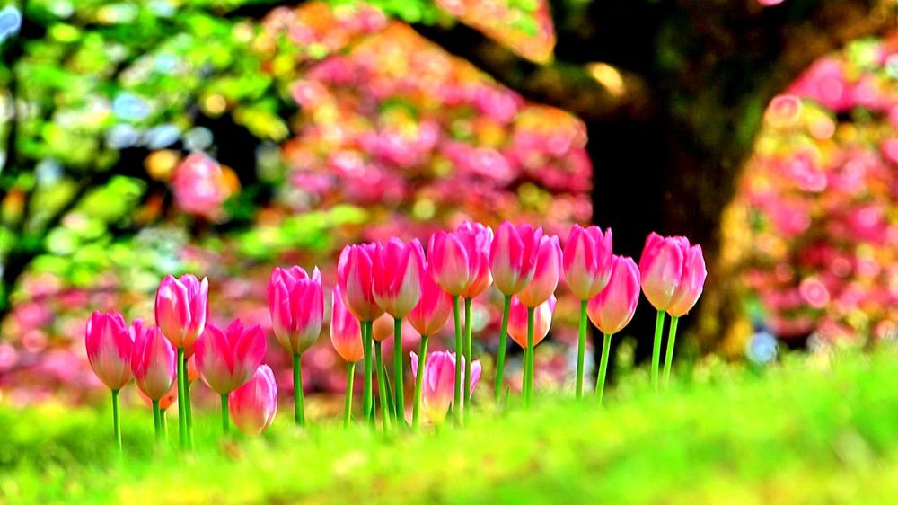 Обои для рабочего стола Розовые весенние тюльпаны на фоне деревьев