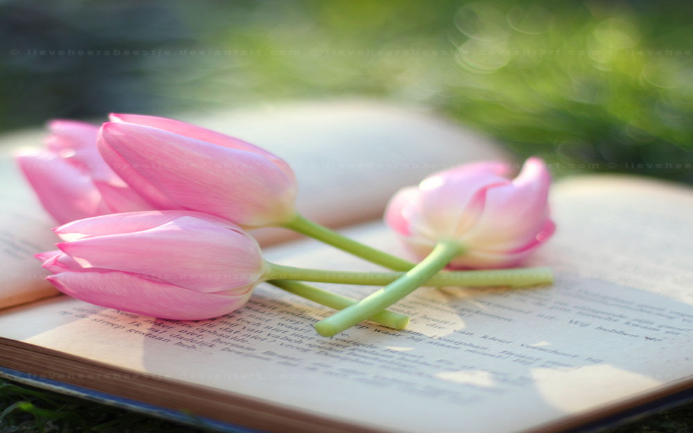 Обои для рабочего стола Срезанные розовые тюльпаны лежат на книге