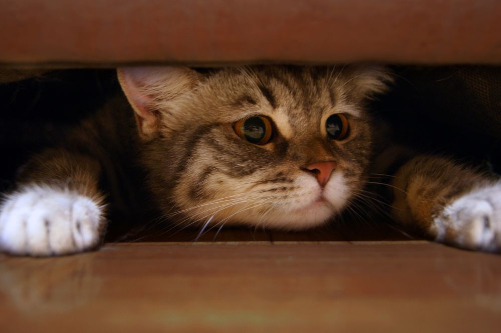 Кошка лежит под кроватью