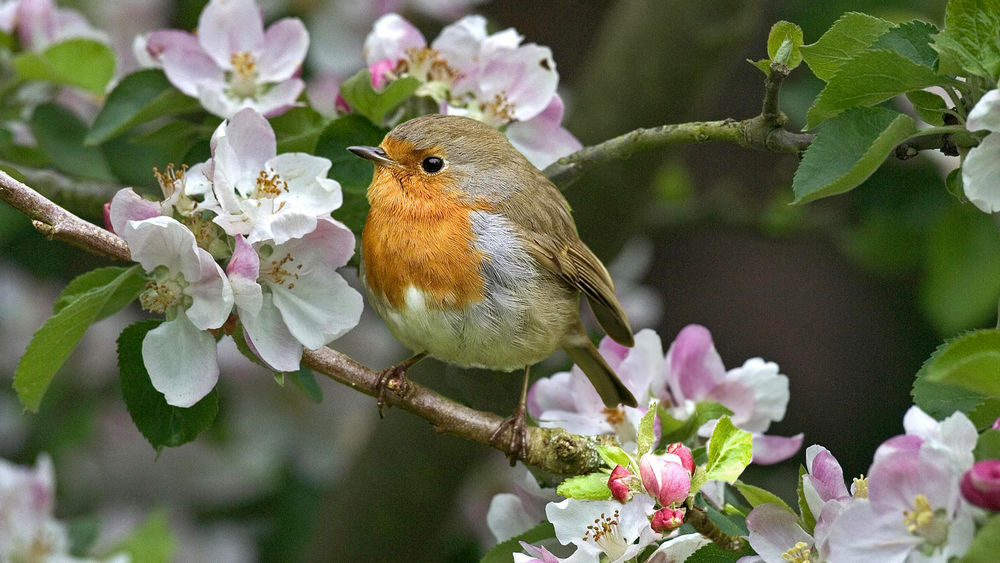 Обои для рабочего стола Забавная птичка сидит на ветке цветущей вишни