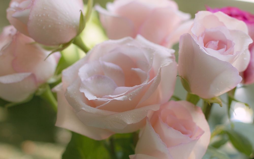 Обои для рабочего стола Нежно-розовые розы в каплях воды