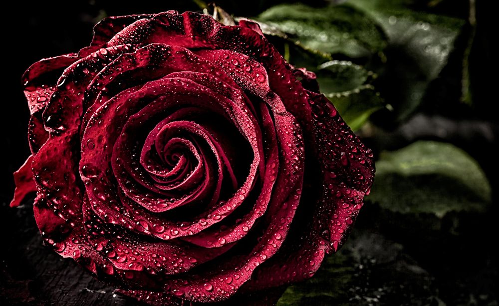 Обои для рабочего стола Бордовая роза в каплях росы, ву Heinz Trebuth