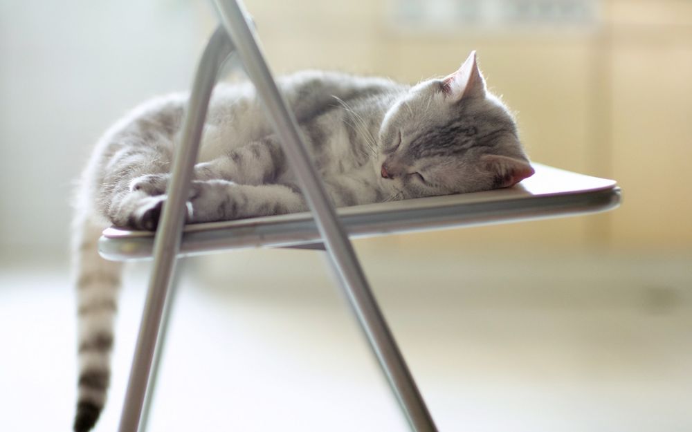 Обои для рабочего стола Бело-серая кошка спит на стуле