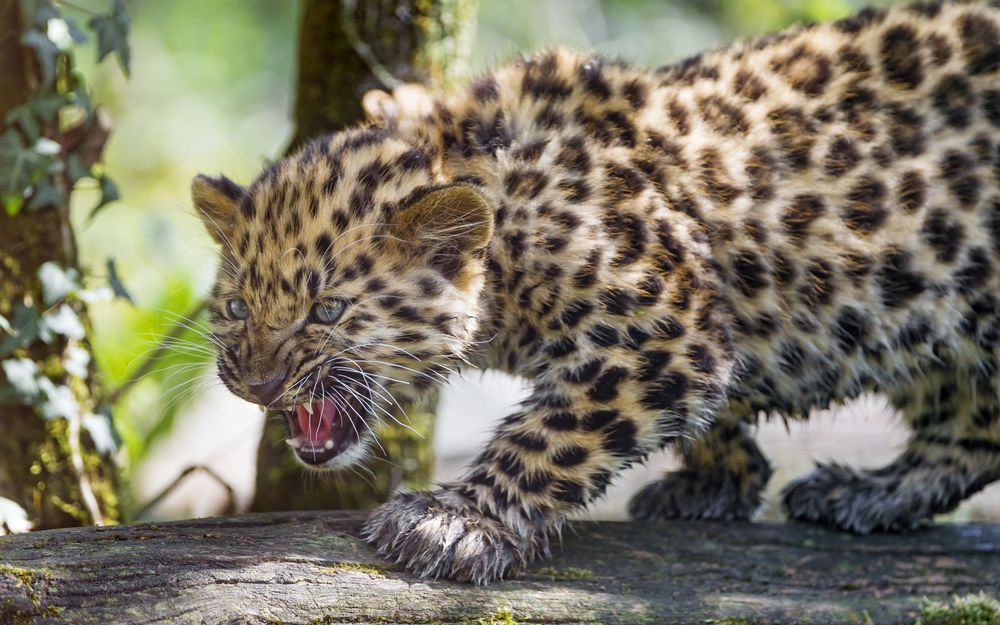 Обои для рабочего стола Рычащий амурский леопард стоит на бревне, by Tambako The Jaguar