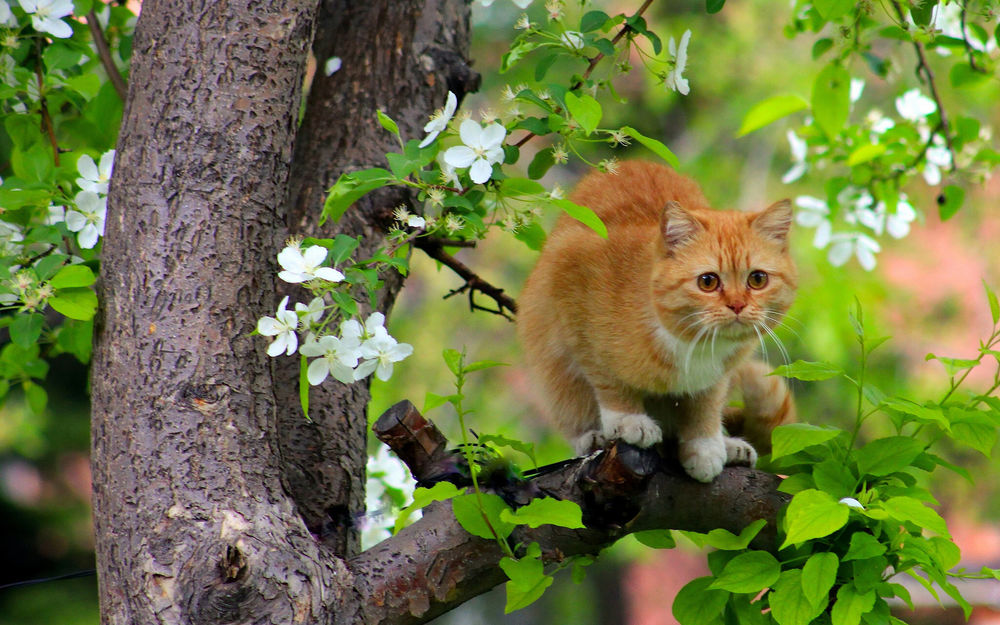 Обои для рабочего стола Бело-рыжий кот сидит на ветке цветущего дерева