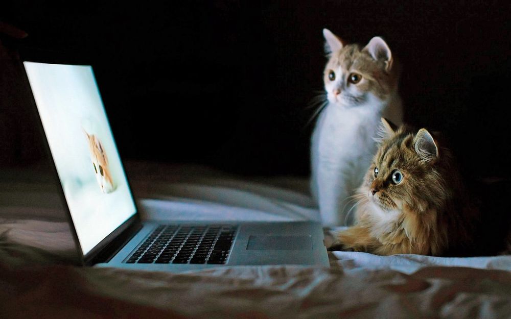 Обои для рабочего стола Две кошки смотрят фотографии на ноутбуке
