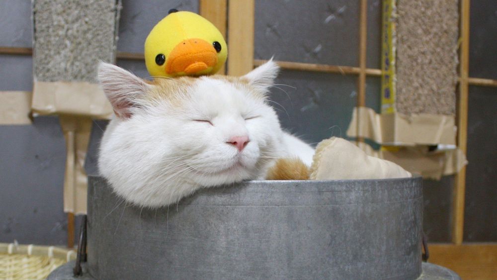 Обои для рабочего стола Бело-рыжий кот спит в емкости с желтым утенком