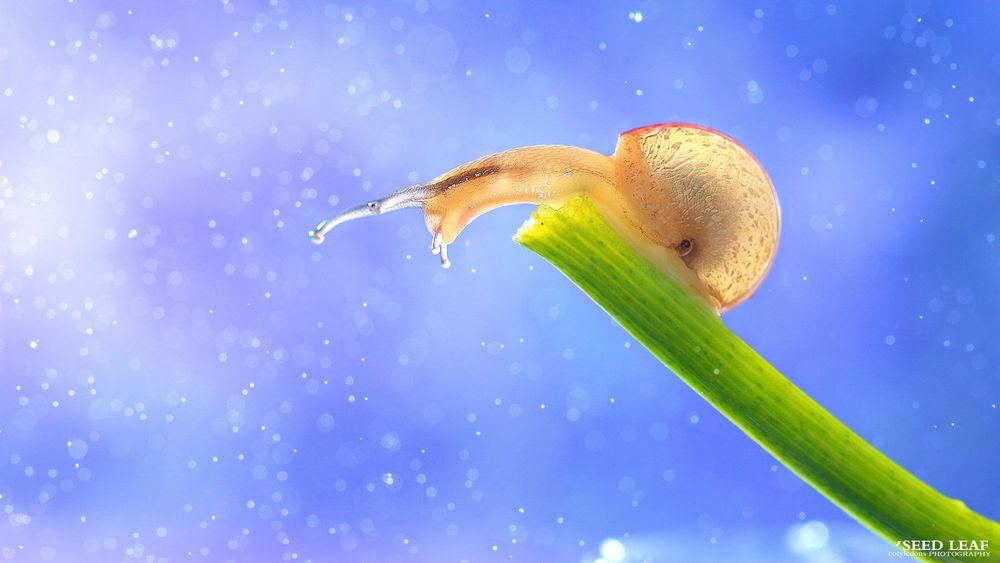 Обои для рабочего стола Улитка доползла до края травинки, фотограф Seed Leaf (Seed leaf cotyledons photography)