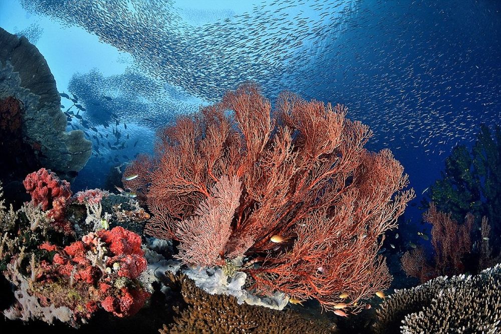 Обои для рабочего стола Синий балет у коралловых рифов, фото Дэмиен Mauric