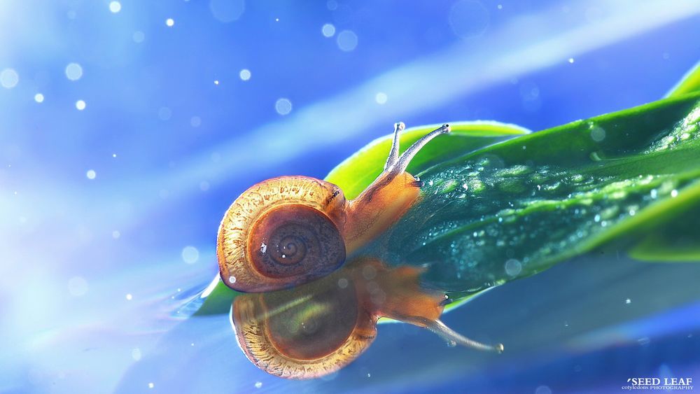 Обои для рабочего стола Улитка ползет по зеленому листу, фотограф Seed Leaf (Seed leaf cotyledons photography)