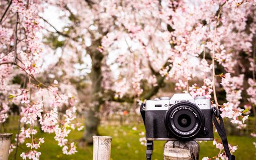 Обои на рабочий стол Фотокамера на фоне цветущего дерева