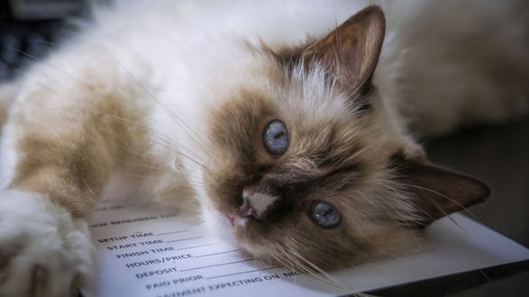 Обои на рабочий стол Сиамский кот лежит на документе