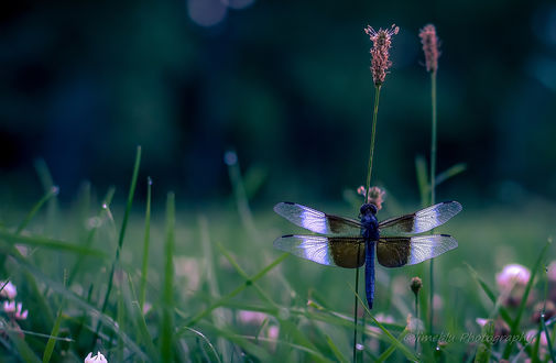 Обои на рабочий стол Стрекоза на растении, ву limeblu photography
