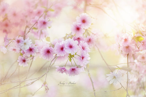Обои на рабочий стол Нежные весенние цветы вишни, ву Jacky Parker