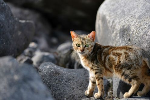 Обои на рабочий стол Дикая кошка стоит на камнях