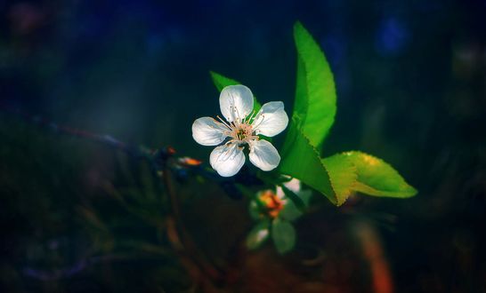 Обои на рабочий стол Весенний цветок яблони с листьями, by Gelu0509