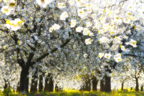 Обои на рабочий стол Весеннее цветение деревьев, Janek Sedlar Photography
