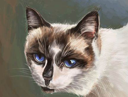 Обои на рабочий стол Морда голубоглазого кота, by abzac666