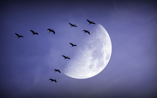 Обои на рабочий стол Журавли летят клином на фоне луны в сиреневом небе