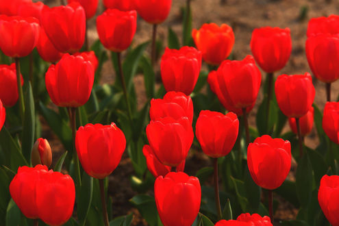 Обои на рабочий стол Красные тюльпаны, фотограф BooHee Shon