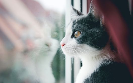 Обои на рабочий стол Котенок смотрит в окно