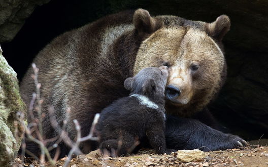 Обои на рабочий стол Медведица с медвежонком