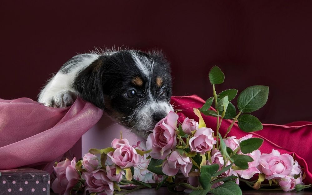 Обои для рабочего стола Маленький щенок нюхает розы