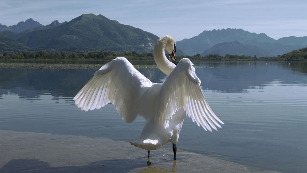 Обои для рабочего стола Белый лебедь расправив крылья стоит в воде на фоне гор