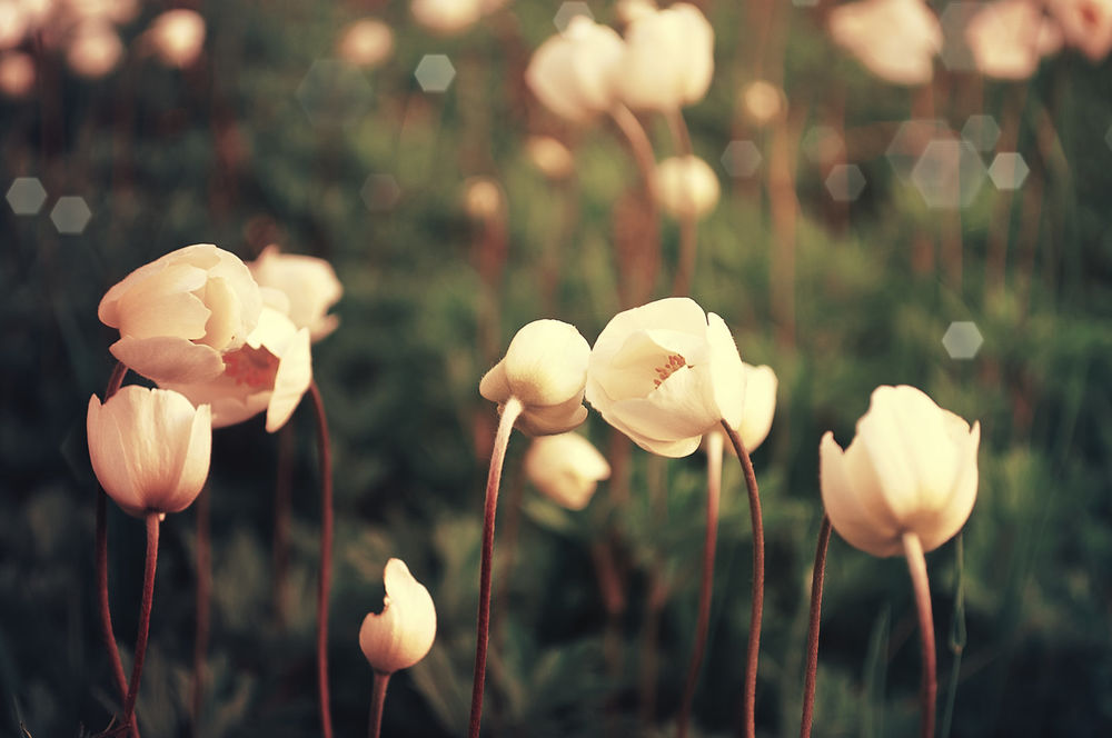Обои для рабочего стола Работа Flower meadow / цветочный луг, by Korolevatumana on DeviantArt