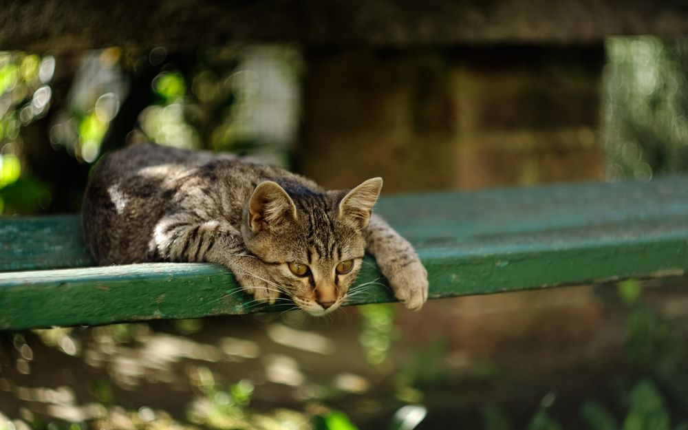 Кот лежит на полке