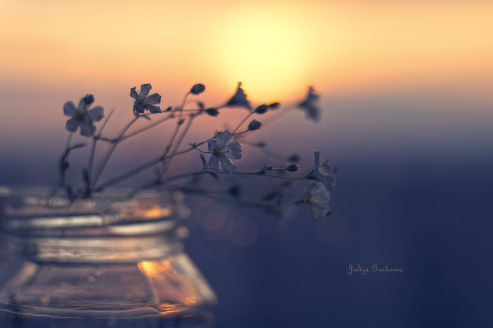 Обои для рабочего стола Цветы в баночке на фоне заката, фотограф Юлия Густерина