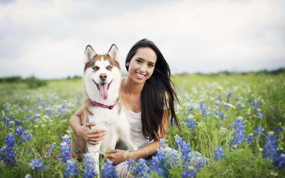 Обои для рабочего стола Улыбающаяся девушка с собакой породы хаски сидят в поле среди голубых цветов