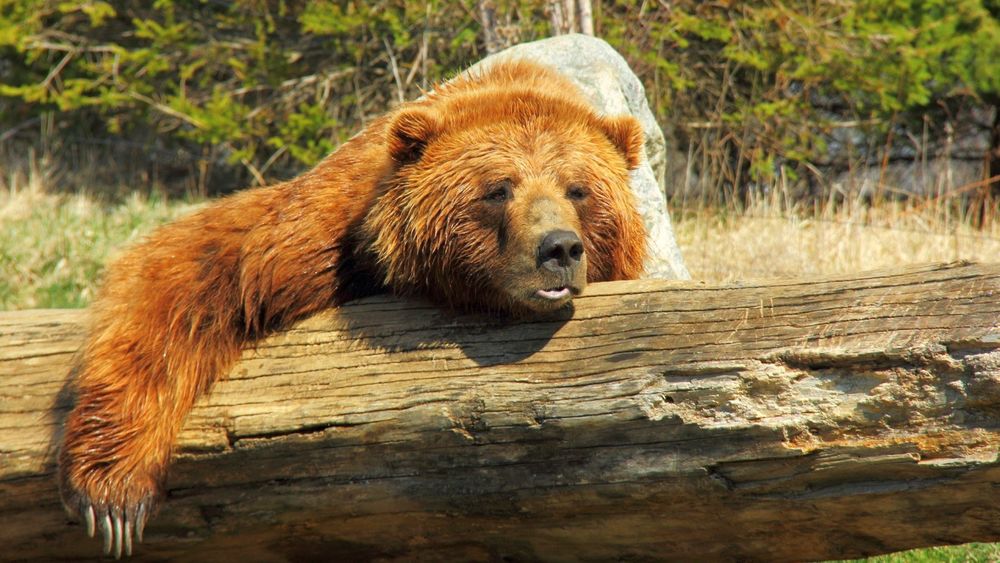 Обои для рабочего стола Медведь отдыхает на лесной поляне, улегшись на трухлявый ствол упавшего дерева, позади лесные деревья