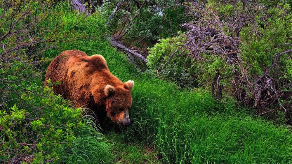 Обои для рабочего стола Медведь шагает по звериной тропе на фоне зеленой травы и засохшего дерева