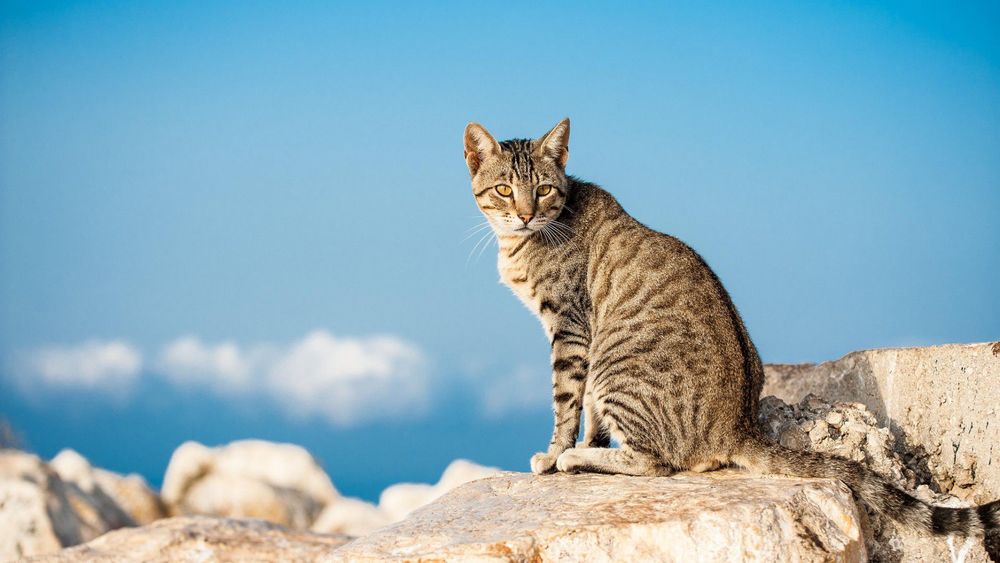 Обои для рабочего стола Полосатый кот сидит на камнях, на фоне неба
