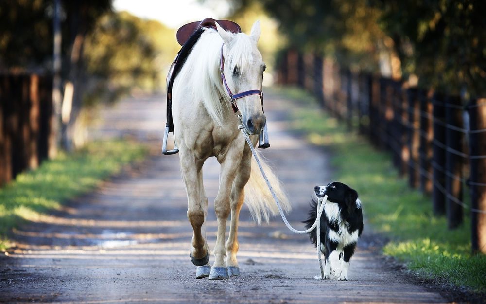 Обои для рабочего стола Лошадь Кико идет на прогулку с бордер-колли по имени Хекан. Друзья / Friends by David Caird
