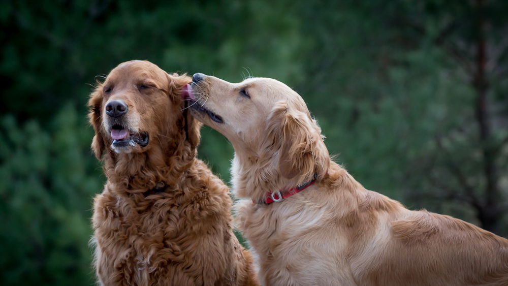 Обои для рабочего стола Золотистый ретривер / Голден ретривер / Golden Retriever вылизывает другую собаку