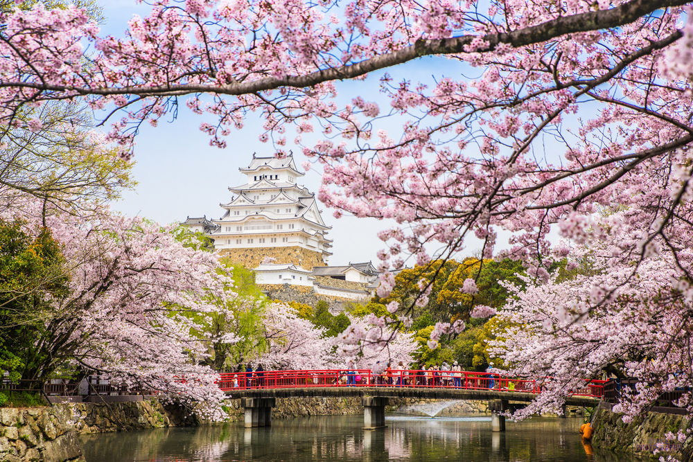 Обои для рабочего стола Замок Белой Цапли (Химэдзи / Himedzi) в окружении цветущей сакурыи и мостом через реку, Япония / Japan