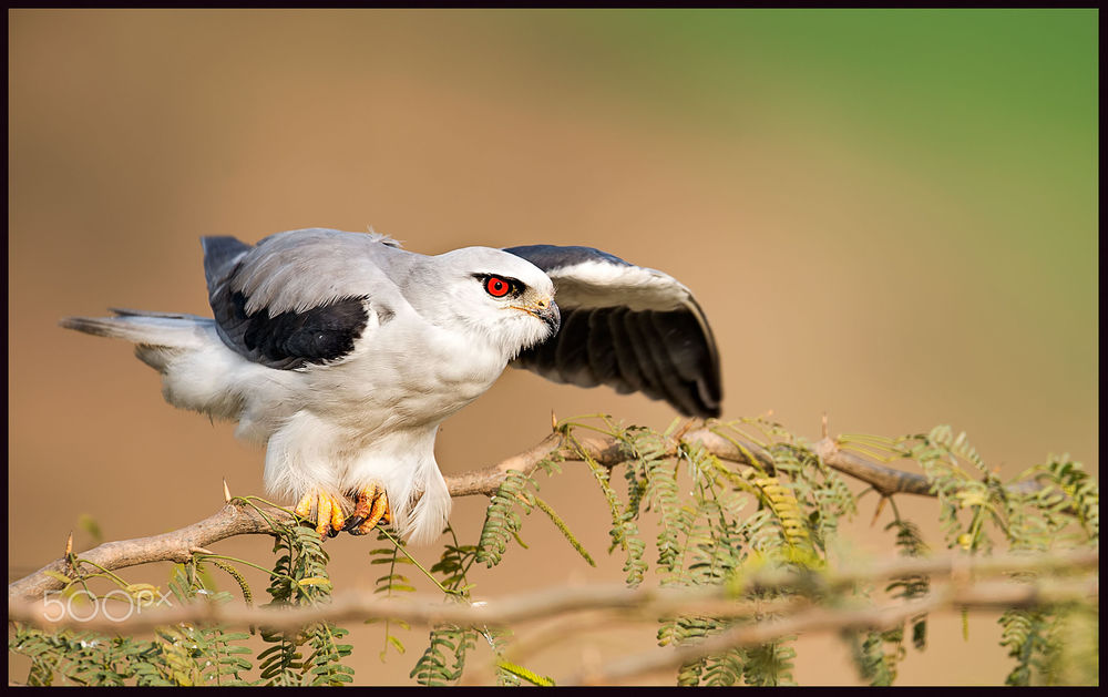 Обои для рабочего стола Черноплечий дымчатый коршун сидит на извилистой ветке, by Arshad Ashraf