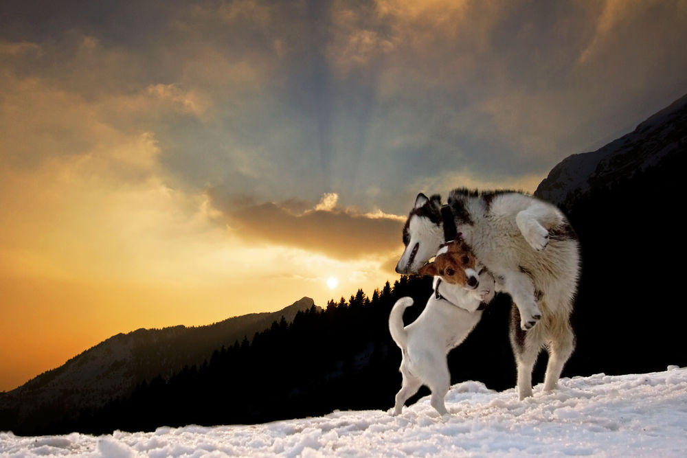 Обои для рабочего стола Играющиеся собаки на снегу, на фоне гор и неба на закате, by Stefano Bonalumi