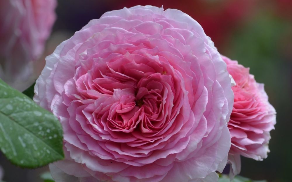 Обои для рабочего стола Роза центифолия в полном расцвете / Rosa centifolia in full bloom by Sergio Presbitero