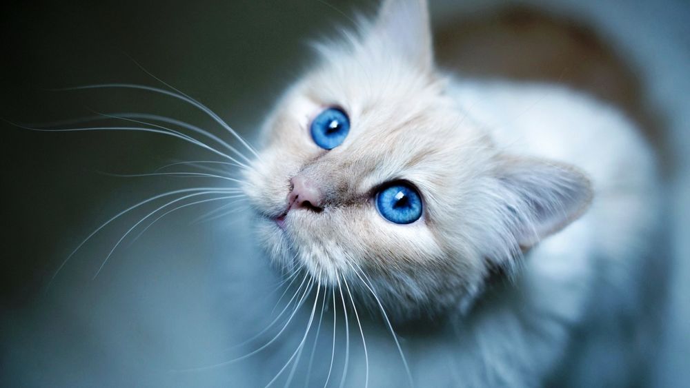 Обои для рабочего стола Синеглазый белый кот на размытом фоне смотрит вверх