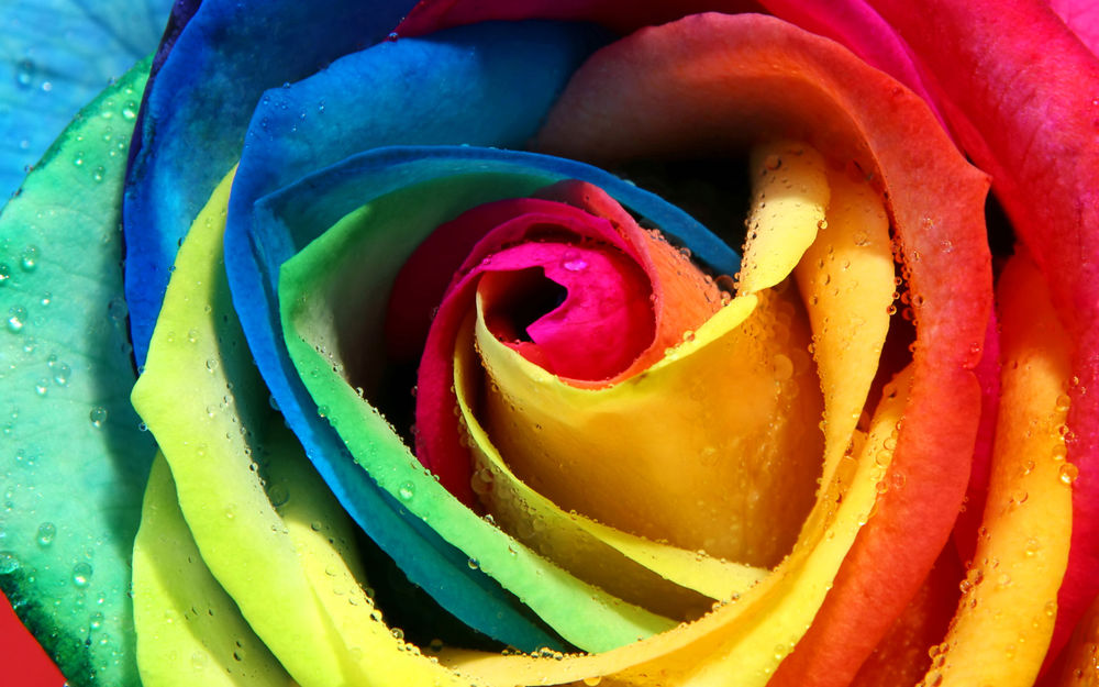 Обои для рабочего стола Роза с разноцветными лепестками